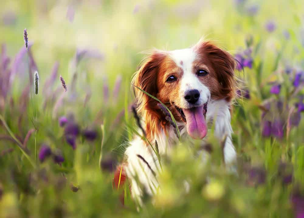Saving a Life: Why Animal Adoption is the Ultimate Act of Kindness