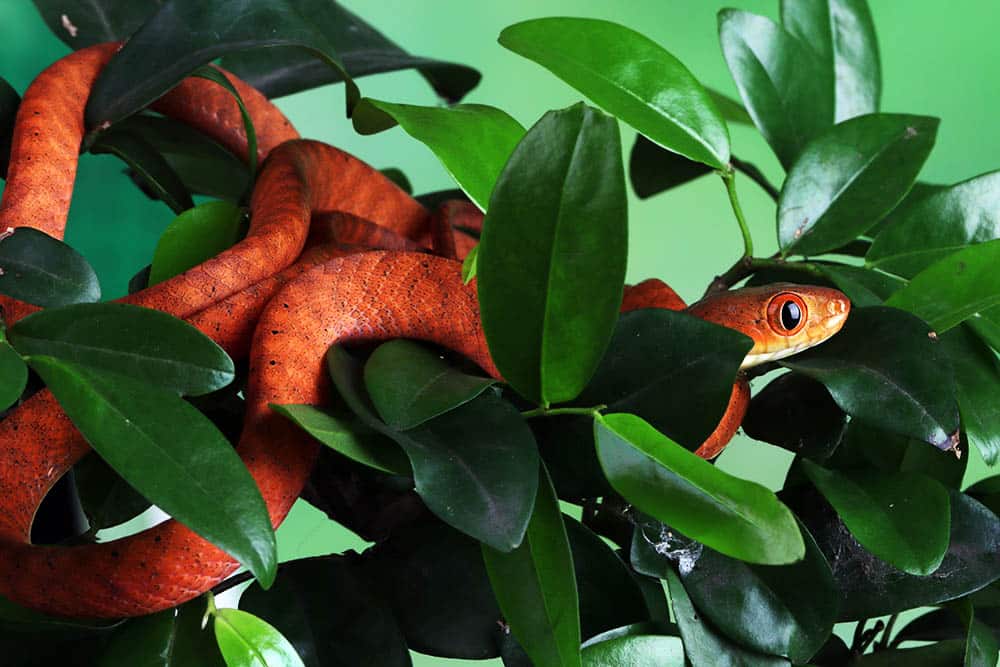 Don’t be fooled by these common animal myths: learn the truth today!