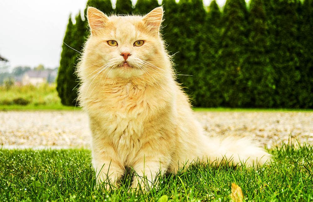 Discover the Top 10 Most Unique and Fascinating Cat Breeds to Win You Over!