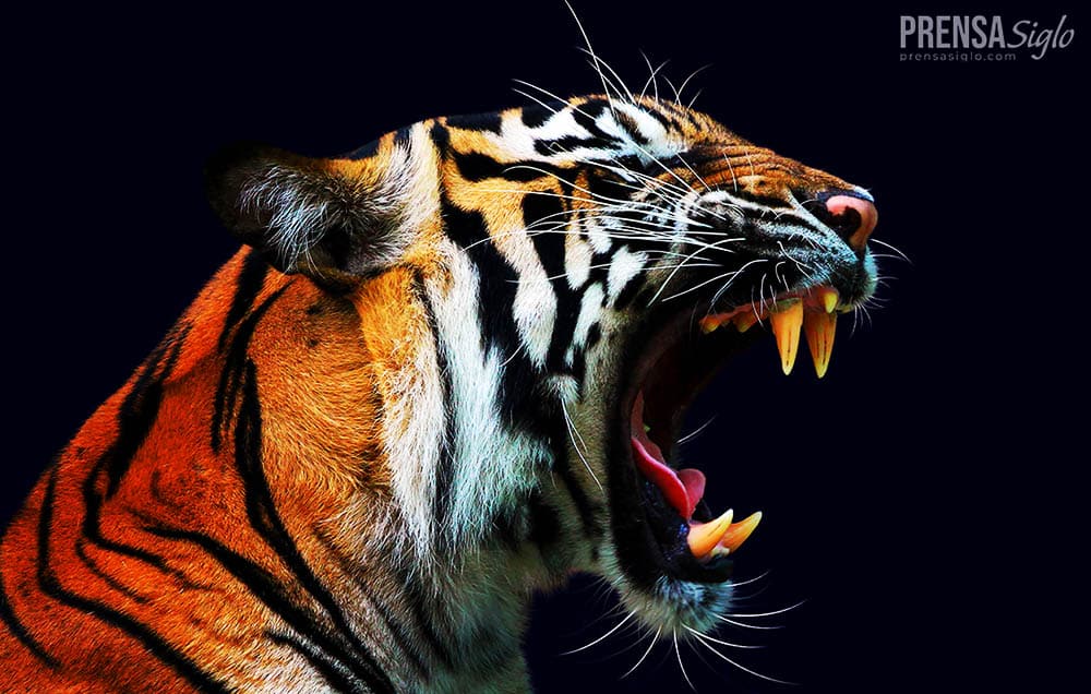 Unlock the Power of Your Inner Animal: Embracing Your Natural Instincts for Greater Success and Fulfillment